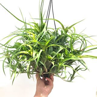 ポトス グローバル グリーン の育て方 Epipremnum Global Green 品種登録出願番号 第号 Best Soil Mix By Banks Collection Co Ltd ベストソイルミックス